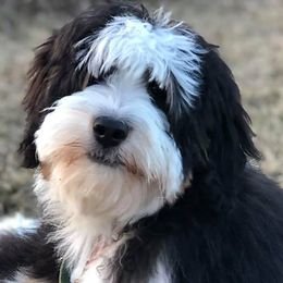 Bernedoodles, Bernese Mountain Dogs, and Sheepadoodles from VonDoodles Bernedoodles & Sheepadoodles