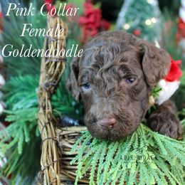 Pink collar - Chocolate female Goldendoodle puppy in Plattsburgh, New York from Adirondack Poodles Goldendoodles,Bernedoodles & Schnoodles