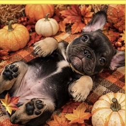 Gigi - Black and tan female French Bulldog puppy in Conroe, Texas from SFLK