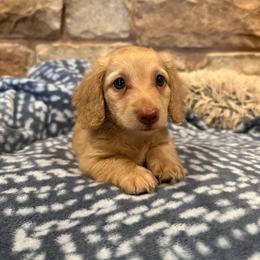Rocky - Red male Dachshund puppy in Stilwell, Oklahoma from B & K Dachshunds