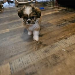 Boy 1 SC - Black sabled fawn male Chihuahua puppy in Meridian, Oklahoma from Crazy Love Kennels