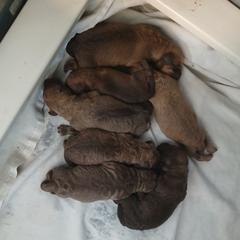 Girl 2 - Light brown female Chesapeake Bay Retriever puppy in Laporte, Minnesota from Northern Odyssey Gun Dogs