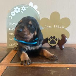 Blue boy - Black and tan male Black and Tan Coonhound puppy in Pueblo, Colorado from BT Coonhound