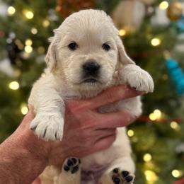 Magmar - Red - Light golden male Golden Retriever puppy in Salt Lake City, Utah from Soaring golden retrievers