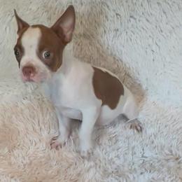 Red splash girl - Red female Boston Terrier puppy in Eight Mile, Alabama from Bishop's Bostons