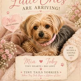 Boy 1 - Black and gold male Yorkshire Terrier puppy in Bakersfield, California from Tiny Tails Yorkies