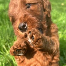 Goldendoodle Puppies from BB Doodles