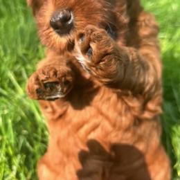 Goldendoodle Puppies from BB Doodles