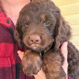 Gus - Red phantom male Aussiedoodle puppy in Chattanooga, Tennessee from Leafy Acre Mini Farm