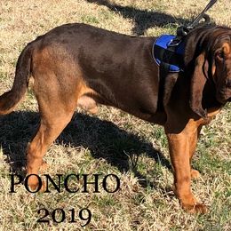 Australian Cattle Dog and Bloodhound All Grown Up from Hardiman’s Howlin’ Hounds