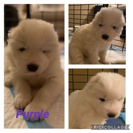 Samoyed Puppies from Sweet T's