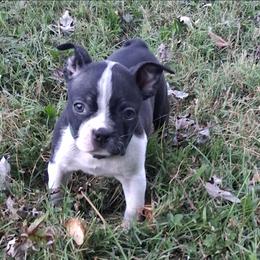 Nala - Black brindle and white female Boston Terrier puppy in Smallett, Missouri from B's Bostons