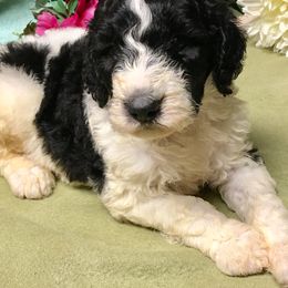  Puppies from Spivey’s Splendid Standard Poodles