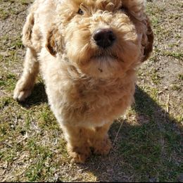 Labradoodle Puppies from Silver Acorn Doodles
