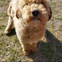 Labradoodle Puppies from Silver Acorn Doodles