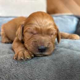 Girl 1 - Red  female Goldendoodle puppy in Mattawan, Michigan from Doodifuldoods