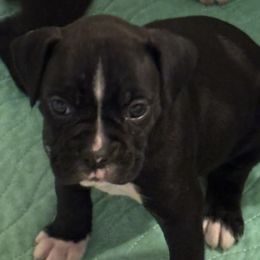 Boxer puppies from KCF Boxers