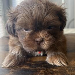 Red - Liver male Shih Tzu puppy in Berkeley Springs, West Virginia from Sandridge Shih Tzus