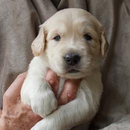 Golden Retriever Puppies from Jacqueline Sigona