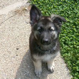 Shiloh Shepherd Puppies from Solace Shilohs