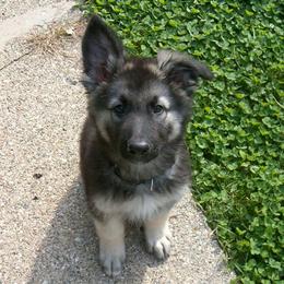 Shiloh Shepherd Puppies from Solace Shilohs