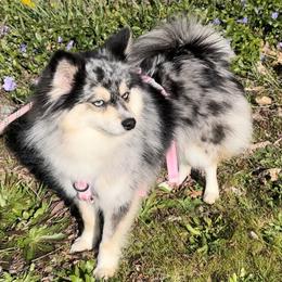Suki - Pomsky