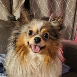 Versace - Pomeranian