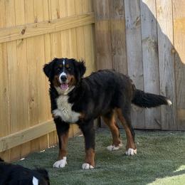 Miley - Bernese Mountain Dog