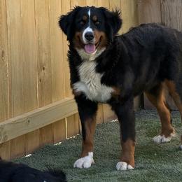 Miley - Bernese Mountain Dog