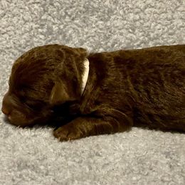 Gray - Chocolate female Yorkipoo puppy in Martin, Tennessee from Danza Bolo