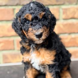 Paddington - Phantom male Goldendoodle puppy in Macclenny, Florida from Baker County Goldendoodles