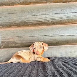 Sully - Dapple male Dachshund puppy in Rising Star, Texas from BEAW Doxies