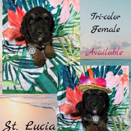 St. Lucia - Tri-color female Bernedoodle puppy in Godwin, North Carolina from Farm Sweet Farm Doodles