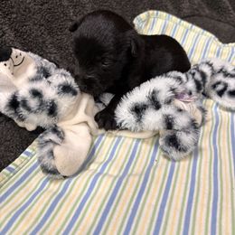 Pink collar girl - Black female Scottish Terrier puppy in Hastings, Nebraska from D & J SCOTTIES AND CAIRNS & Miniature Long haired Dachshunds