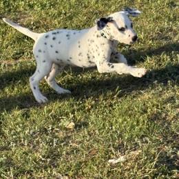 Kevin Jonas - White and black male Dalmatian puppy in Fort Cavasos, Texas from Mainstreet Dalmation