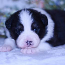 Bunny - Black tri-color female Australian Shepherd puppy in Easton, Missouri from MMA Kennel