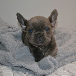 French Bulldog Puppies from House of Wrinkles