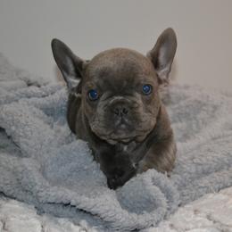 French Bulldog Puppies from House of Wrinkles
