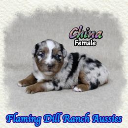 China - Blue merle female Miniature Australian Shepherd puppy in Forestburg, Texas from Flaming Dill Ranch Aussies