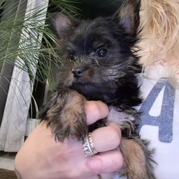 Yorkshire Terrier Puppies from The Yorkies and Us