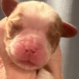 Ocean Blue - Blenheim male Cavalier King Charles Spaniel puppy in Ridgeville, South Carolina from Misty Meadow Cavaliers