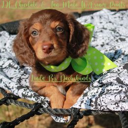 Dachshund Puppies from Linda B’s Dachshunds
