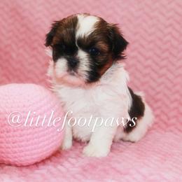Lindor - Tricolor female Shih Tzu puppy in Texas from Little Foot Paws 🐾