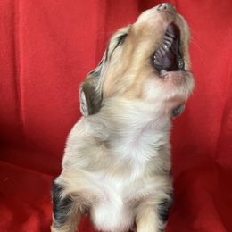 Australian Shepherd Puppies from 4H Aussies