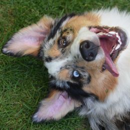 Australian Shepherds from BlueSpark Australian Shepherds