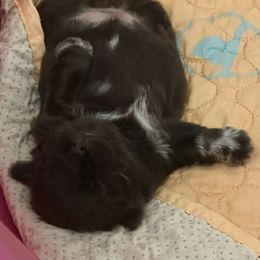 Coco - Chocolate Shih Tzu puppy in Richfield, North Carolina from Southern Sass Shih Tzu