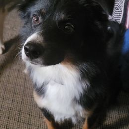 Australian Shepherd puppies from White Run Ranch