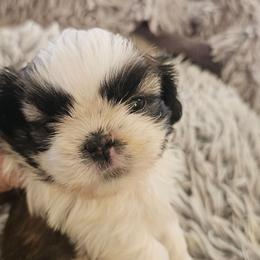Felix - Black gold and white male Shih Tzu puppy in Corona, California from Trinity Shihtzu's So Calif