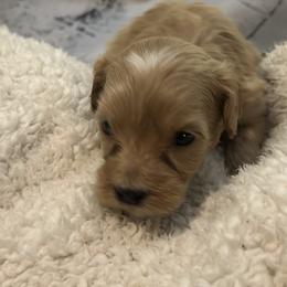 Si - Cream male Goldendoodle puppy in Waynesboro, Virginia from Forest Creek Kennel