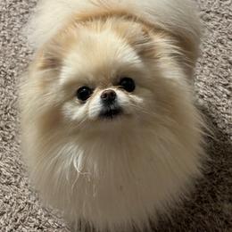 Malibu - Pomeranian
